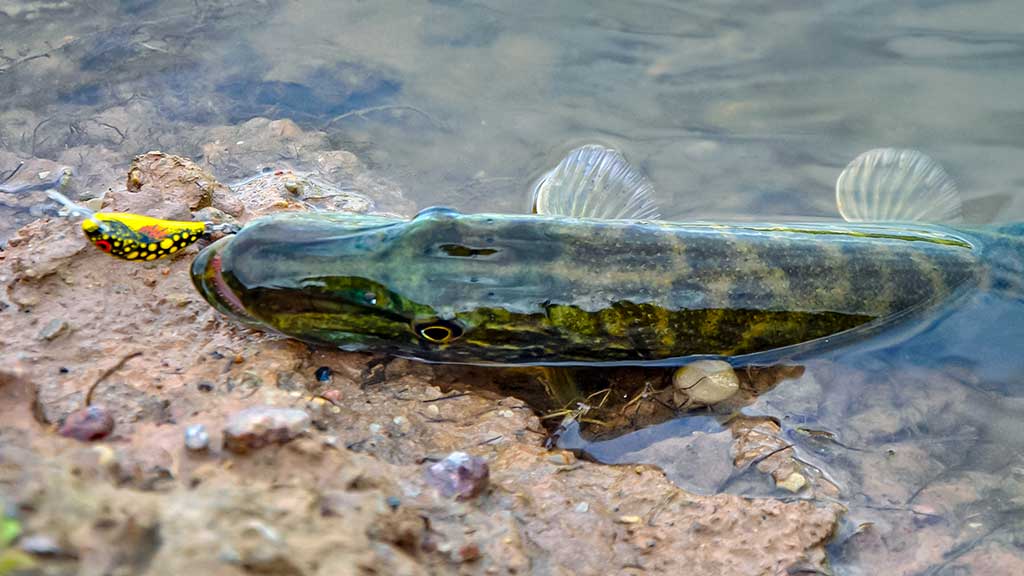 Vobleris po mikroskopu – liežuvis ir kilpa. Pirma dalis Vobleris po mikroskopu – liežuvis ir kilpa. Pirma dalis