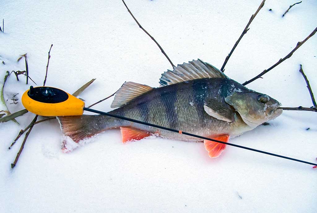 Kaip pagauti ešerį?