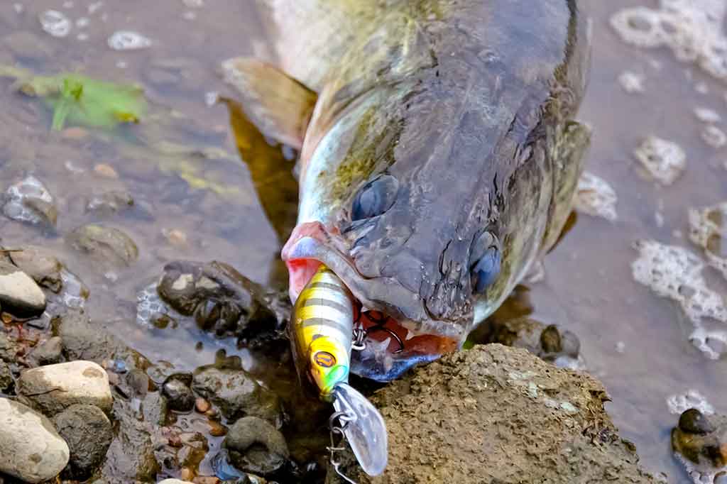 Velkiavimas ignoruojant velkiavimo principus
