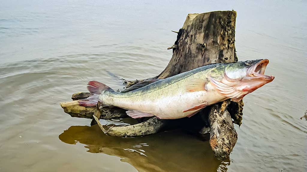 Sterkai iš tvenkinio dugno