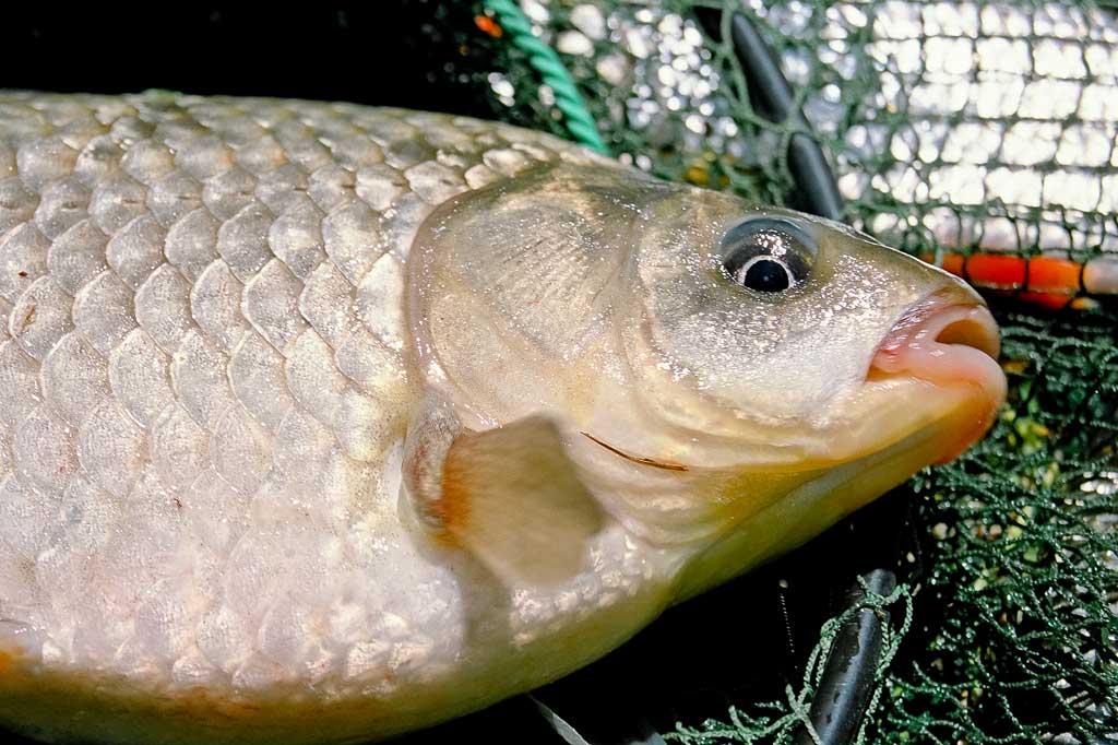 Turkiški žirniai lietuviškoms žuvims Turkiški žirniai lietuviškoms žuvims