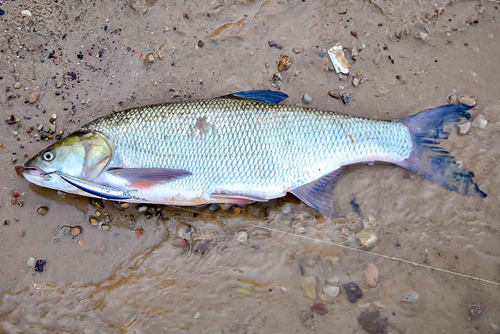 Šiek tiek minčių apie voblerius ir jų pravedimo techniką