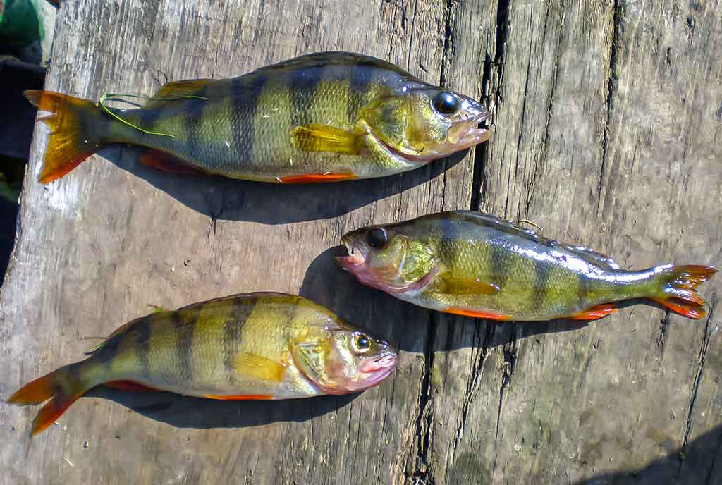 Ešerių gaudymas poperiais Ešerių gaudymas poperiais