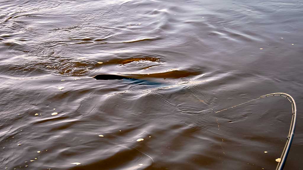 Senelio blizgės ir šamo medžioklė. Trečia dalis Senelio blizgės ir šamo medžioklė. Trečia dalis