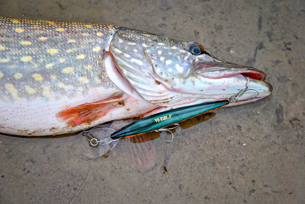 Seni metodai, seni masalai, bet lydekos didelės kaip ir kadaise