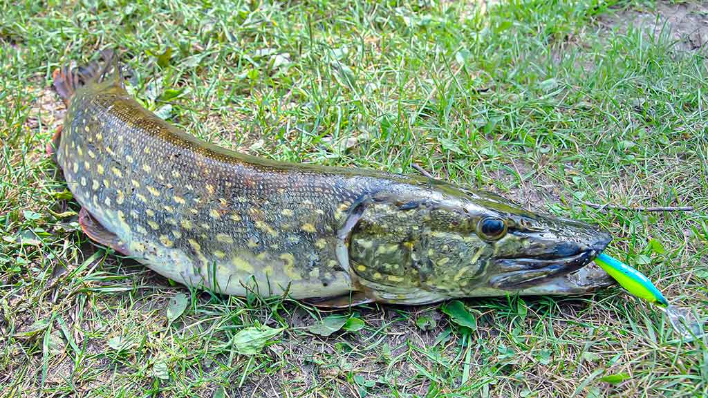 Be reikalo nuvertinti didieji crank vobleriai Be reikalo nuvertinti didieji crank vobleriai