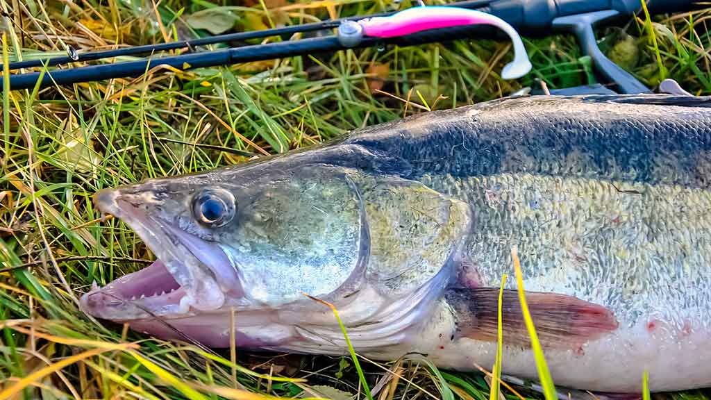 Sterkai iš tvenkinio dugno