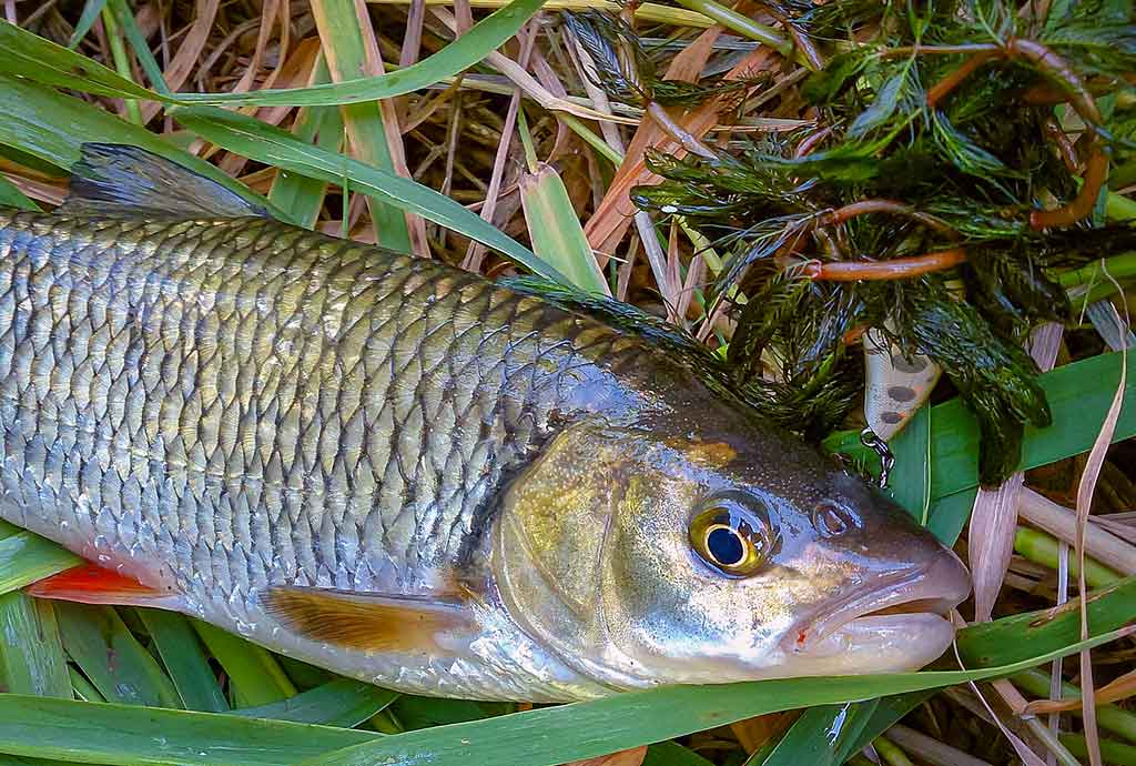 Šiek tiek minčių apie voblerius ir jų pravedimo techniką