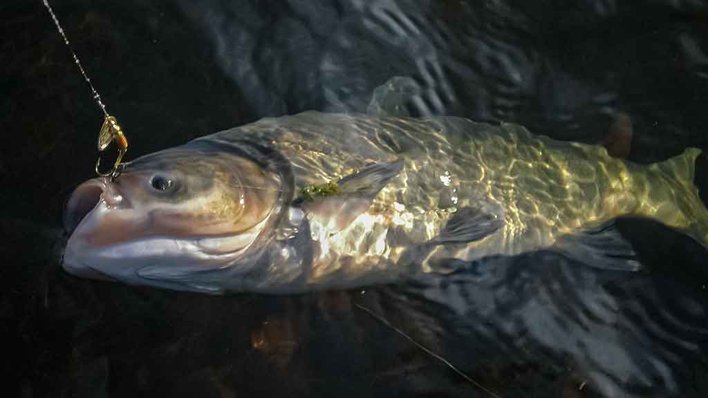 Plačiakakčiai ir karpiai... spiningu