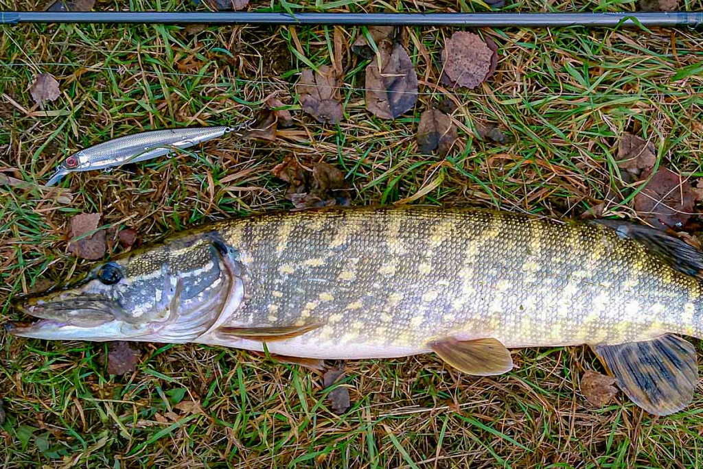 Ar sunku įsisavinti tvičingą? Spiningas