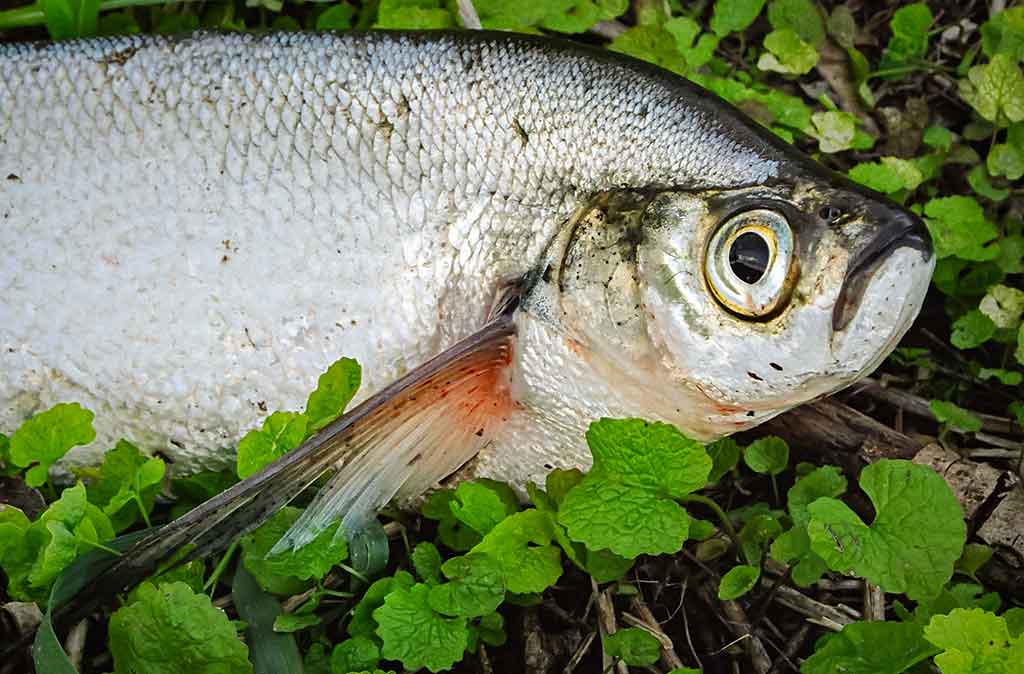 Už ragų ir... į krantą Už ragų ir... į krantą