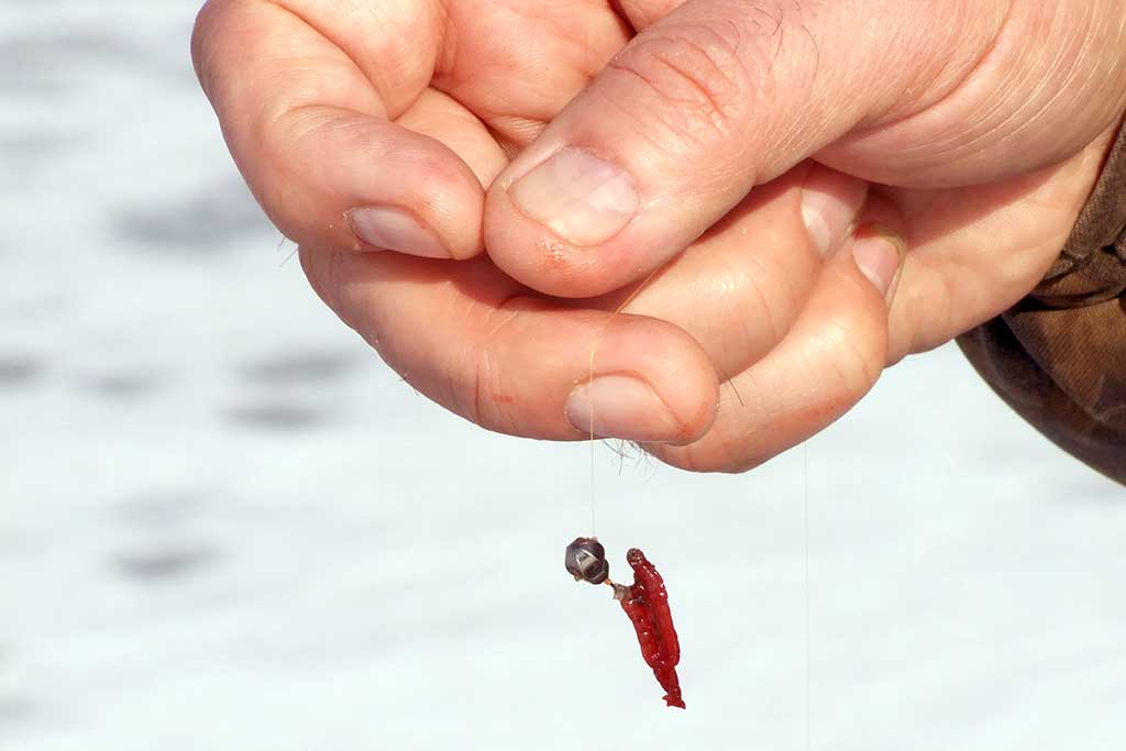 Avižėlė Avižėlė