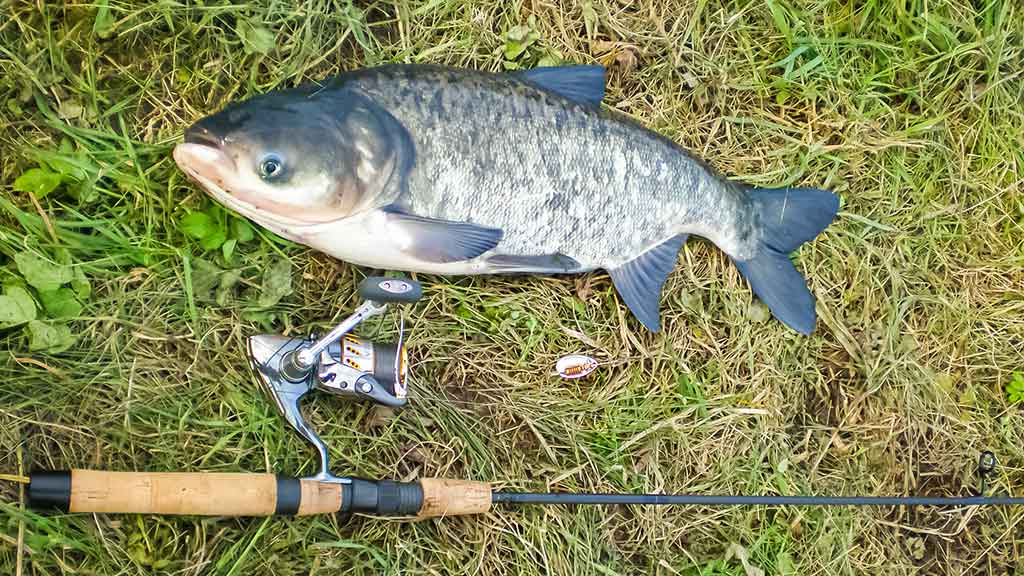 Plačiakakčiai ir karpiai... spiningu