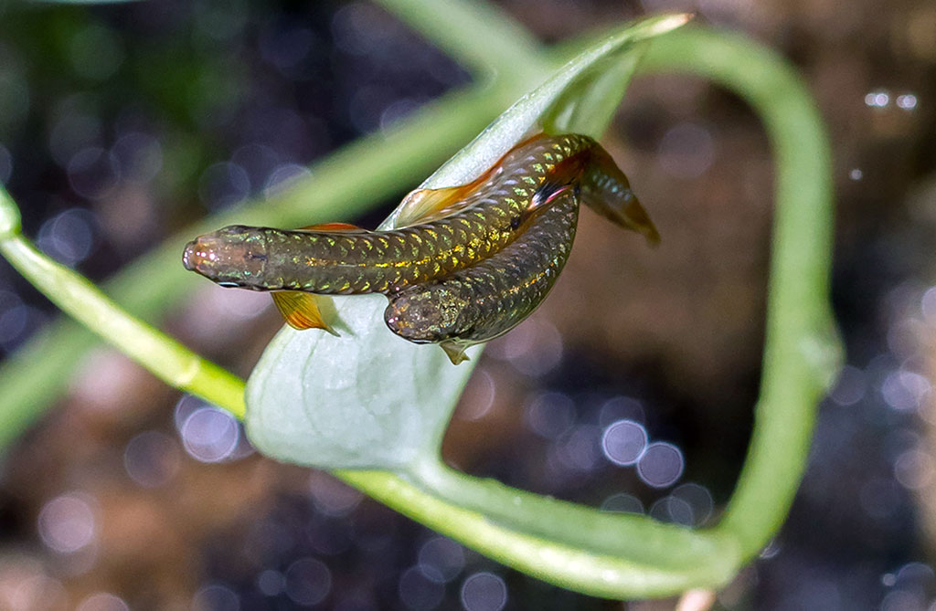 O čia tai bent (39)