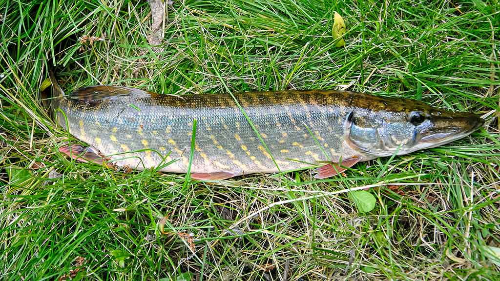 Upė ir lydekos. Prie pat kranto Upė ir lydekos. Prie pat kranto