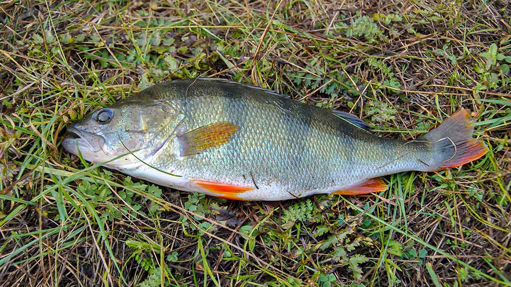 Kur teka Šešupė Kur teka Šešupė