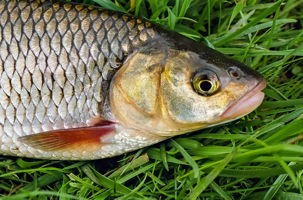 Spiningavimas topvoteriais. Ketvirta dalis Spiningavimas topvoteriais. Ketvirta dalis