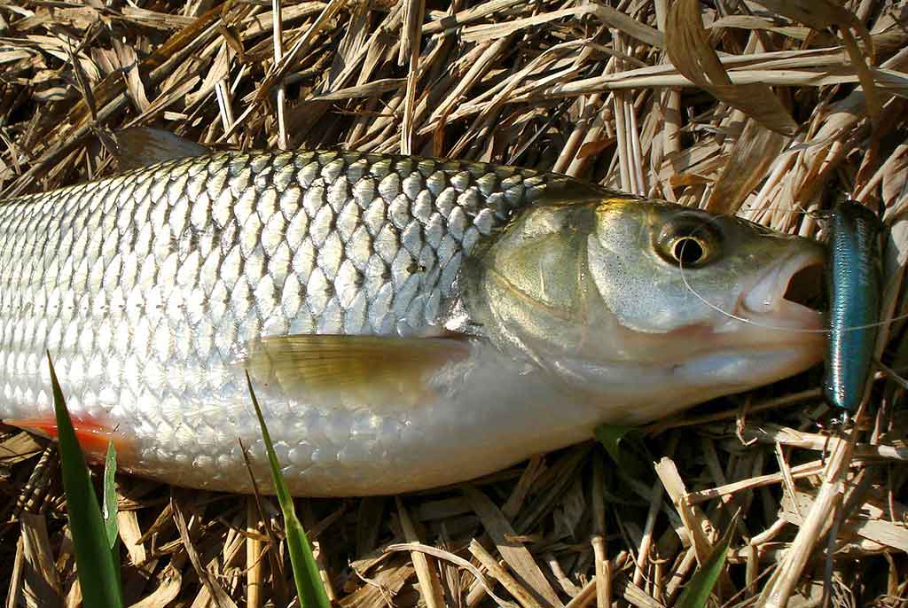 Šapalo šypsena. Pirma dalis Šapalo šypsena. Pirma dalis