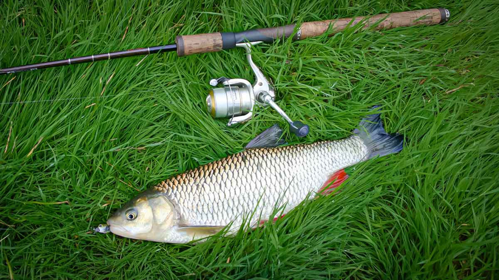 Vandenžolių tankynėje. Antra dalis Vandenžolių tankynėje. Antra dalis