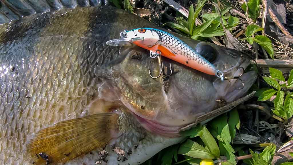 Spiningavimo su lengvais ir mažais plaukiančiaisiais vobleriais technika Spiningavimo su lengvais ir mažais plaukiančiaisiais vobleriais technika