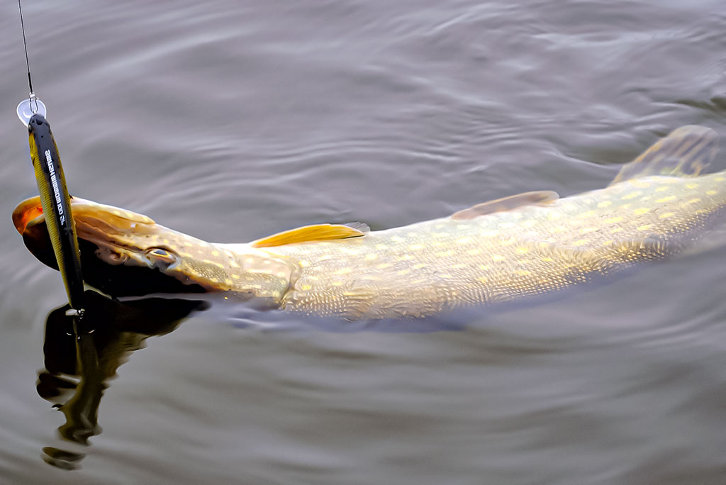 Vobleris po mikroskopu – liežuvis ir kilpa. Pirma dalis Vobleris po mikroskopu – liežuvis ir kilpa. Pirma dalis