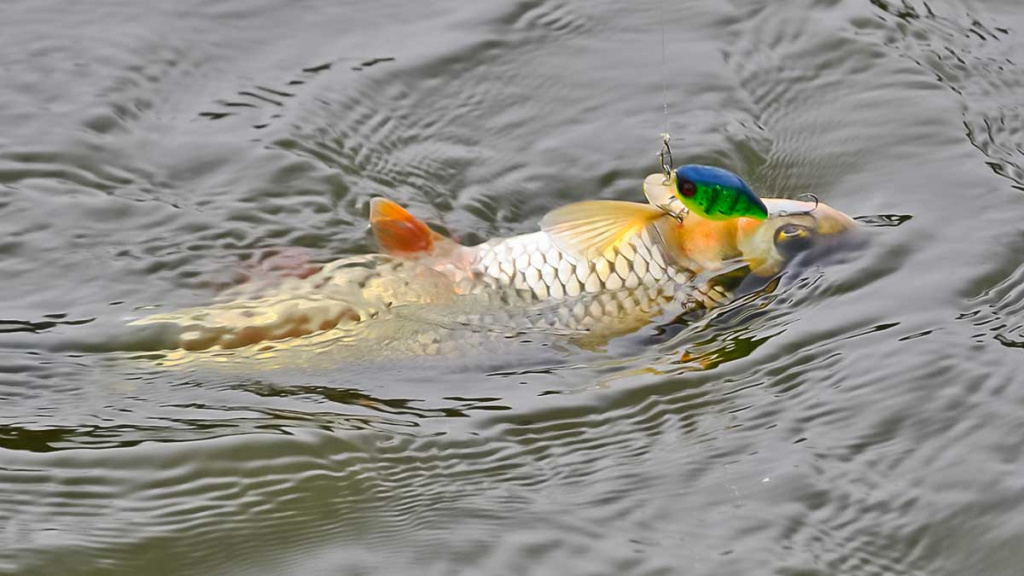 Šapalų žūklė, kai ateina gegužis. Pirma dalis