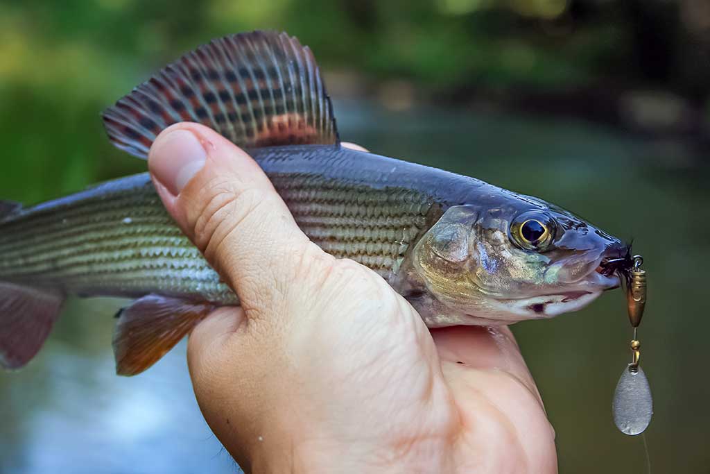 Paslaptingi Dubysos vingiai. Su spiningu – dar įdomiau