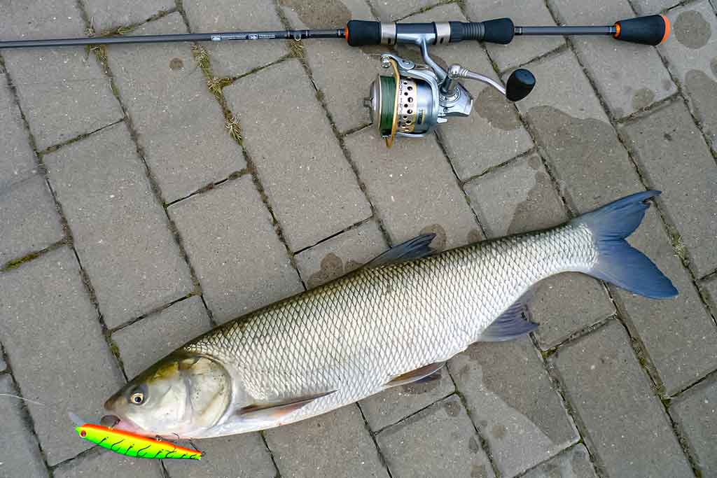 Salatis iš upės vidurio. Antra dalis Salatis iš upės vidurio. Antra dalis