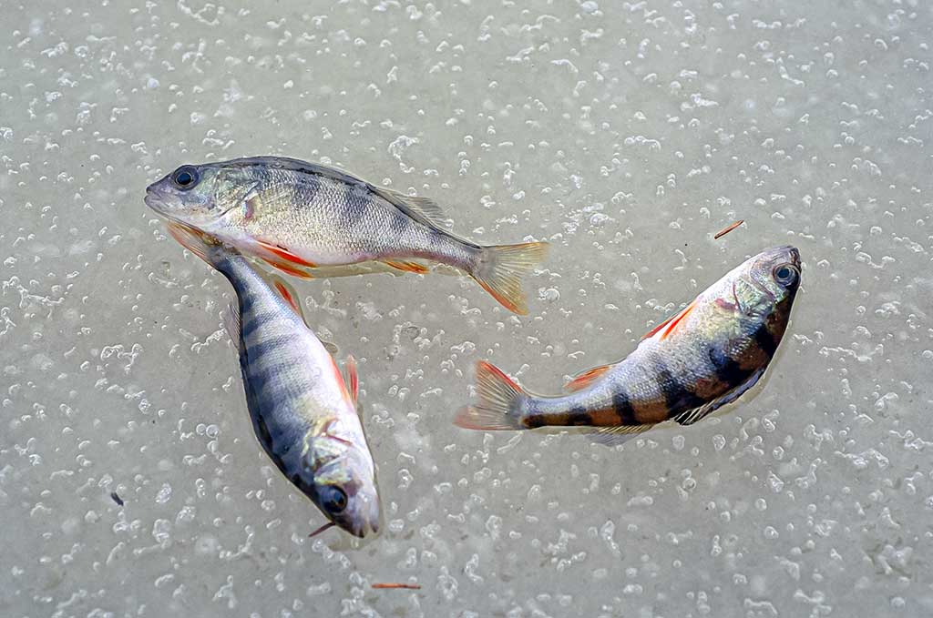 Varžybinis variantas. Antra dalis