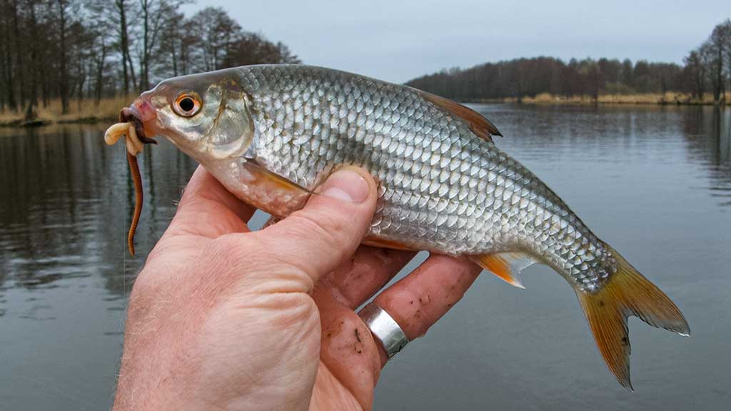 Reabilituokime plūdine upėse. Antra dalis