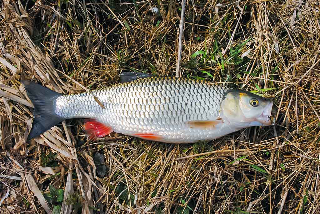 Kaip pagauti šapalą? Kaip pagauti šapalą?