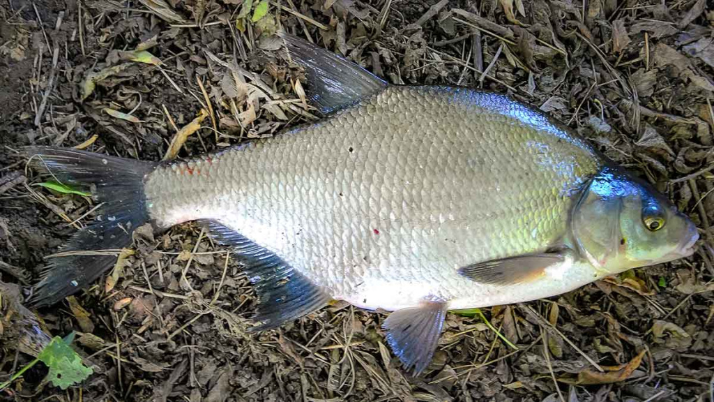 Primirštas geras masalas. Pirma dalis