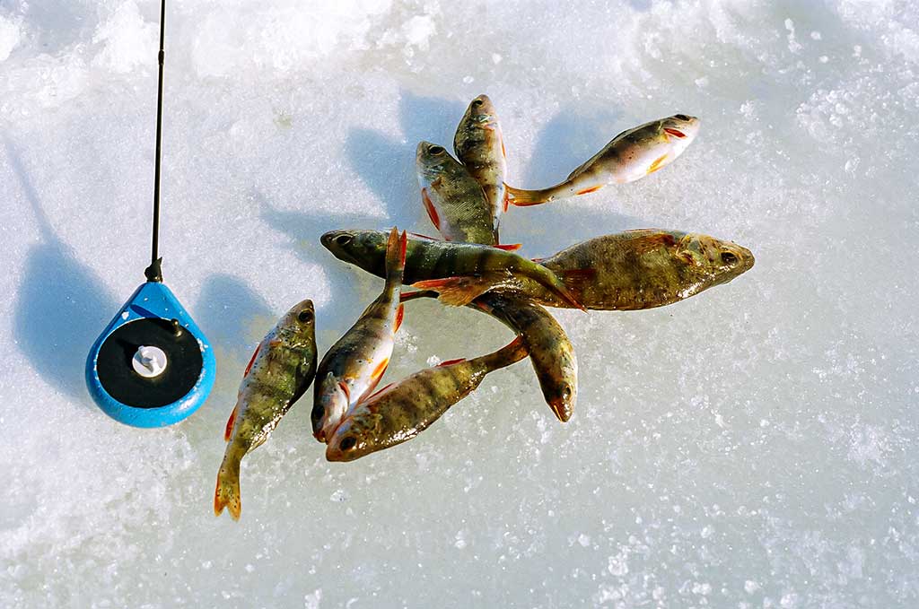 Varžybinis variantas. Antra dalis