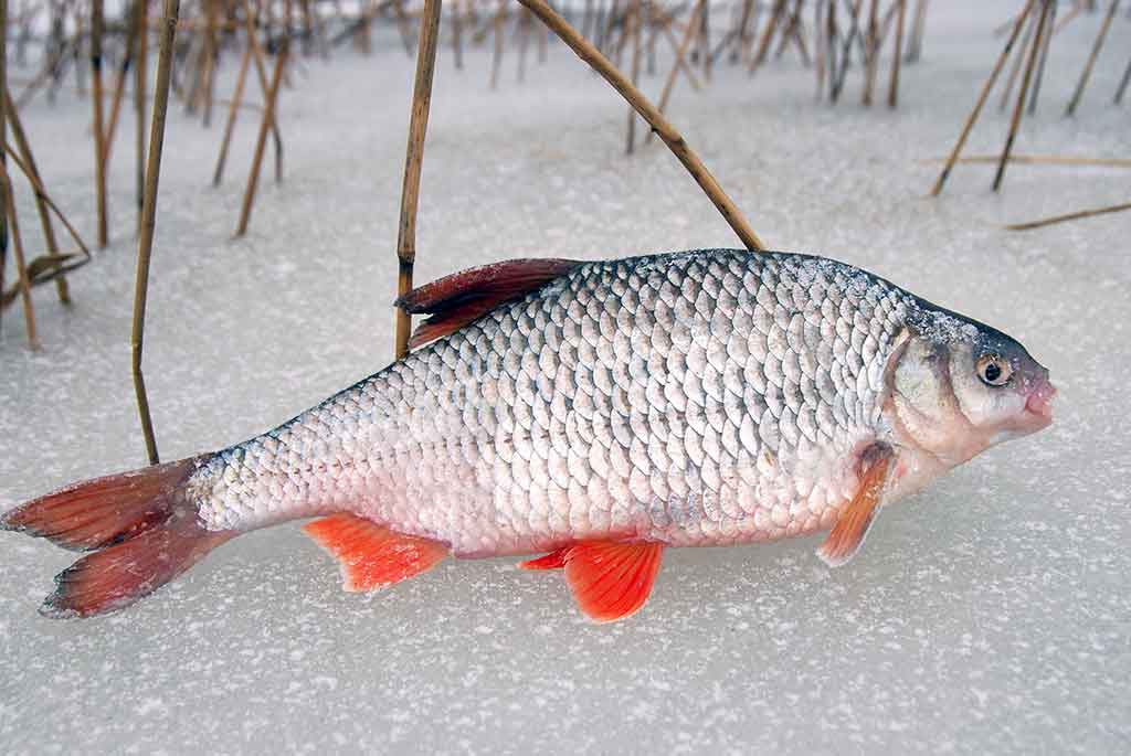 Kaip pagauti kuoją ir karšį? Kaip pagauti kuoją ir karšį?