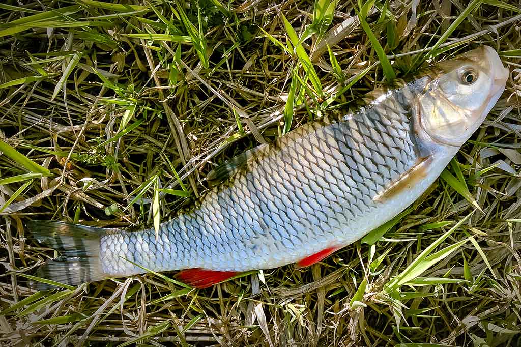 Spiningavimas topvoteriais. Ketvirta dalis Spiningavimas topvoteriais. Ketvirta dalis