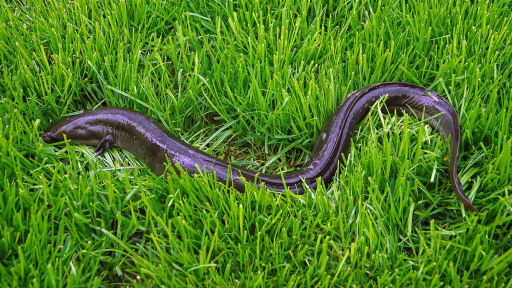 Apie saulę, vėją ir lietų. Antra dalis