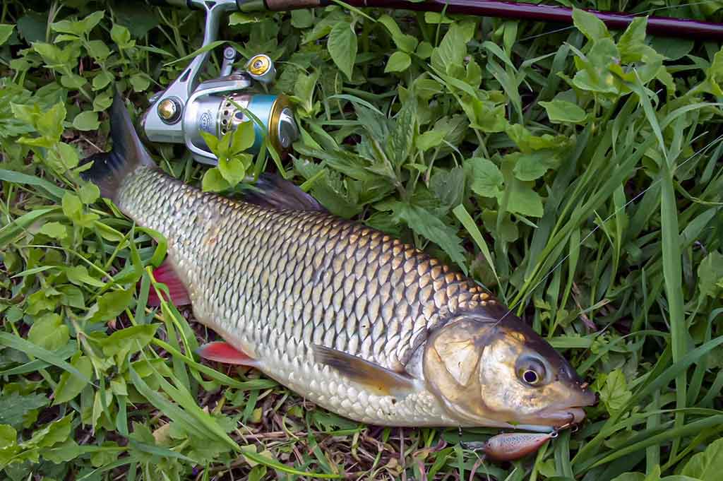 Gyvenimas po tiltu. Pirma dalis Gyvenimas po tiltu. Pirma dalis