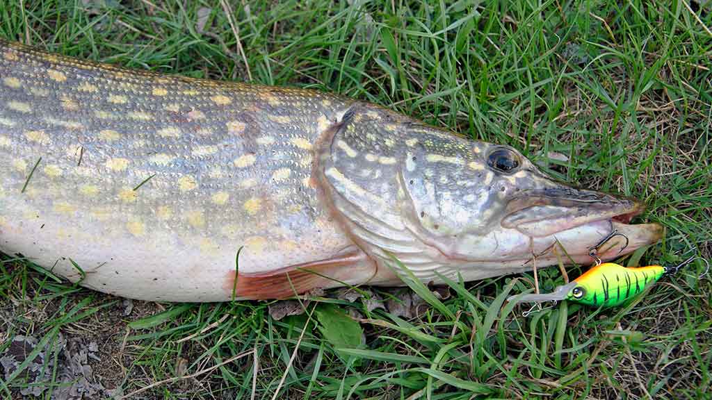 Be reikalo nuvertinti didieji crank vobleriai Be reikalo nuvertinti didieji crank vobleriai