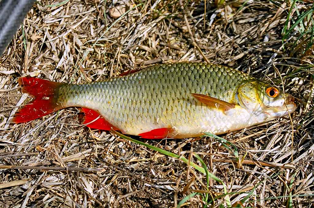 Iš žolių tankynės. Antra dalis Iš žolių tankynės. Antra dalis