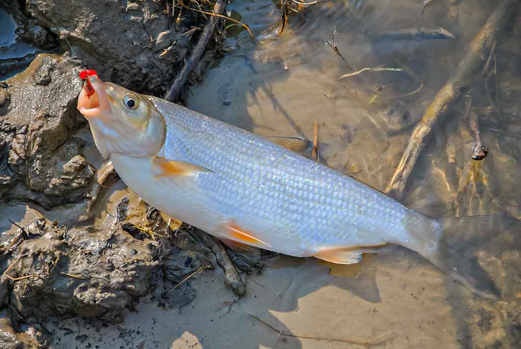Pavasarinė žiobrių fiesta