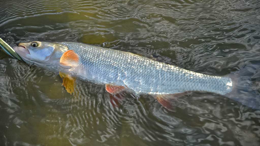 Salatis iš upės vidurio. Antra dalis Salatis iš upės vidurio. Antra dalis