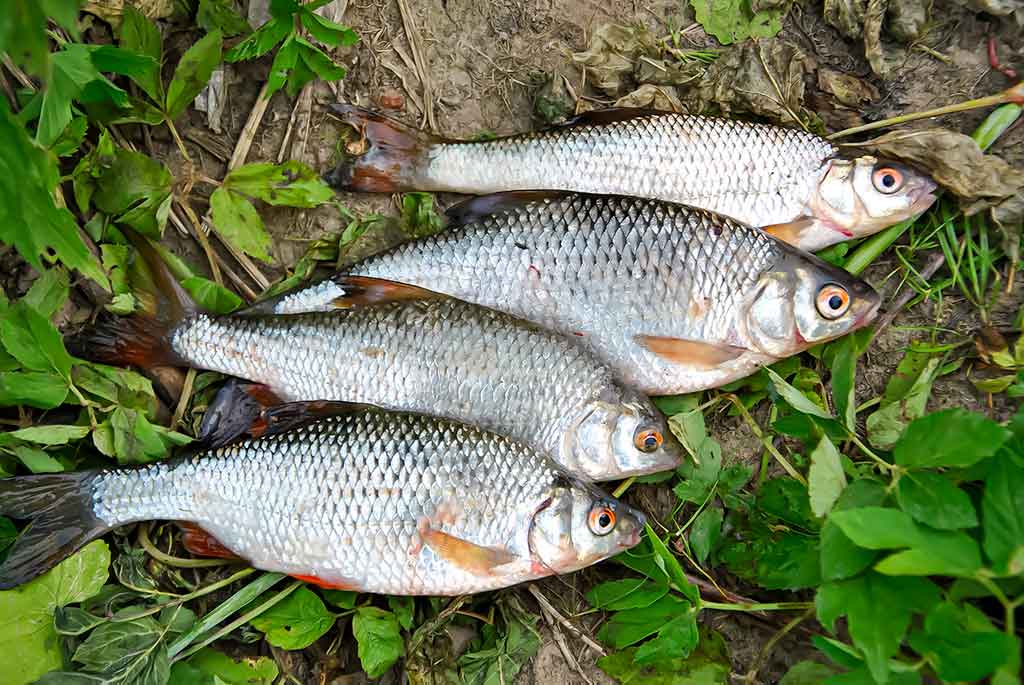 Didelė mažų svarelių reikšmė. Pirma dalis