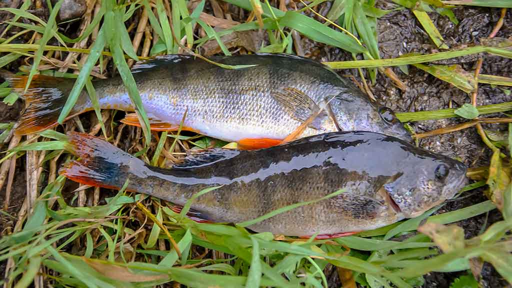 Neries ešerio gaudymas