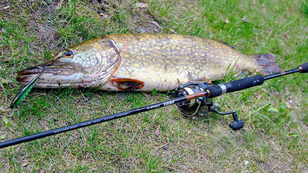 Kaip pagauti lydeką? Kaip pagauti lydeką?