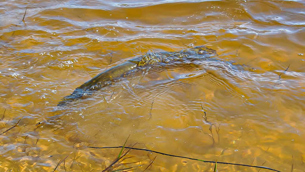 Guminukas pavasariui Guminukas pavasariui