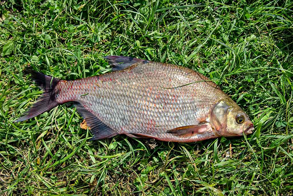 Nuo A iki Z apie monofilamentinį valą. Trečia dalis