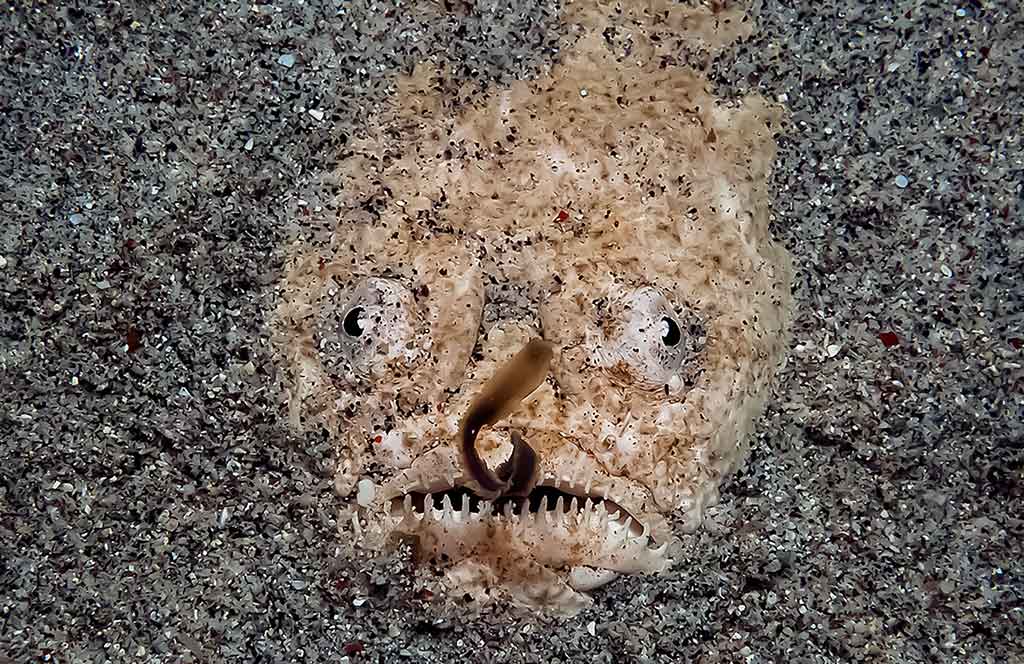 Žvaigždžių skaičiuotas (Uranoscopidae) Žvaigždžių skaičiuotas (Uranoscopidae)