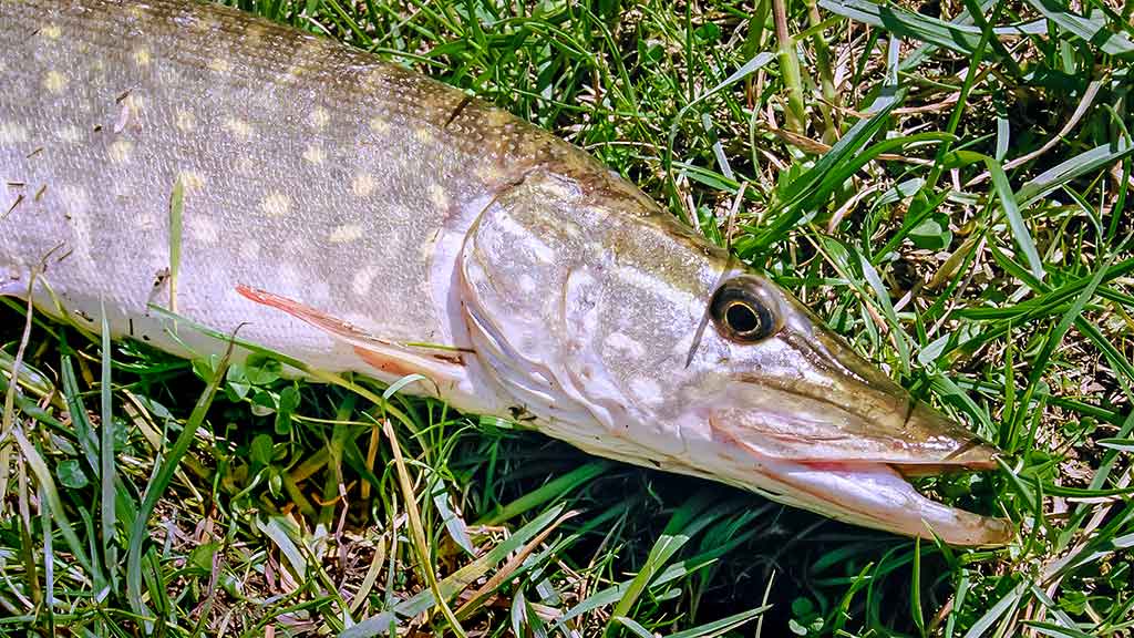 Apie nepilnametes, mikromasalus ir striptizą. Antra dalis