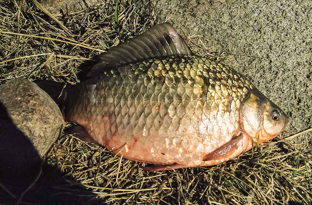 Iš žolių tankynės. Antra dalis Iš žolių tankynės. Antra dalis