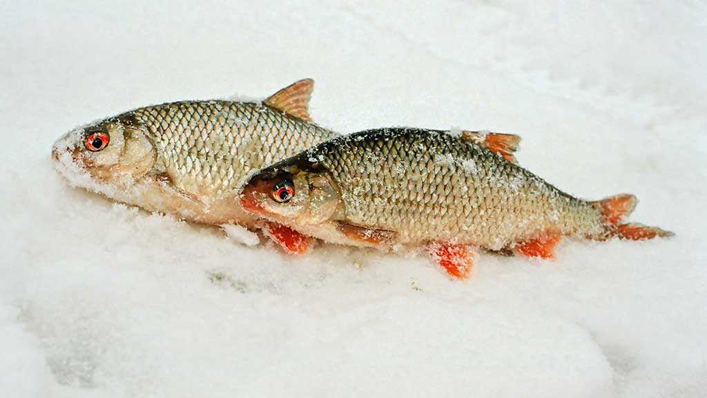 Kaip pagauti kuoją ir karšį? Kaip pagauti kuoją ir karšį?